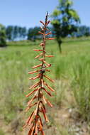 Image of Kniphofia laxiflora Kunth