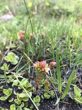 Image of Sedum tenellum M. Bieb.