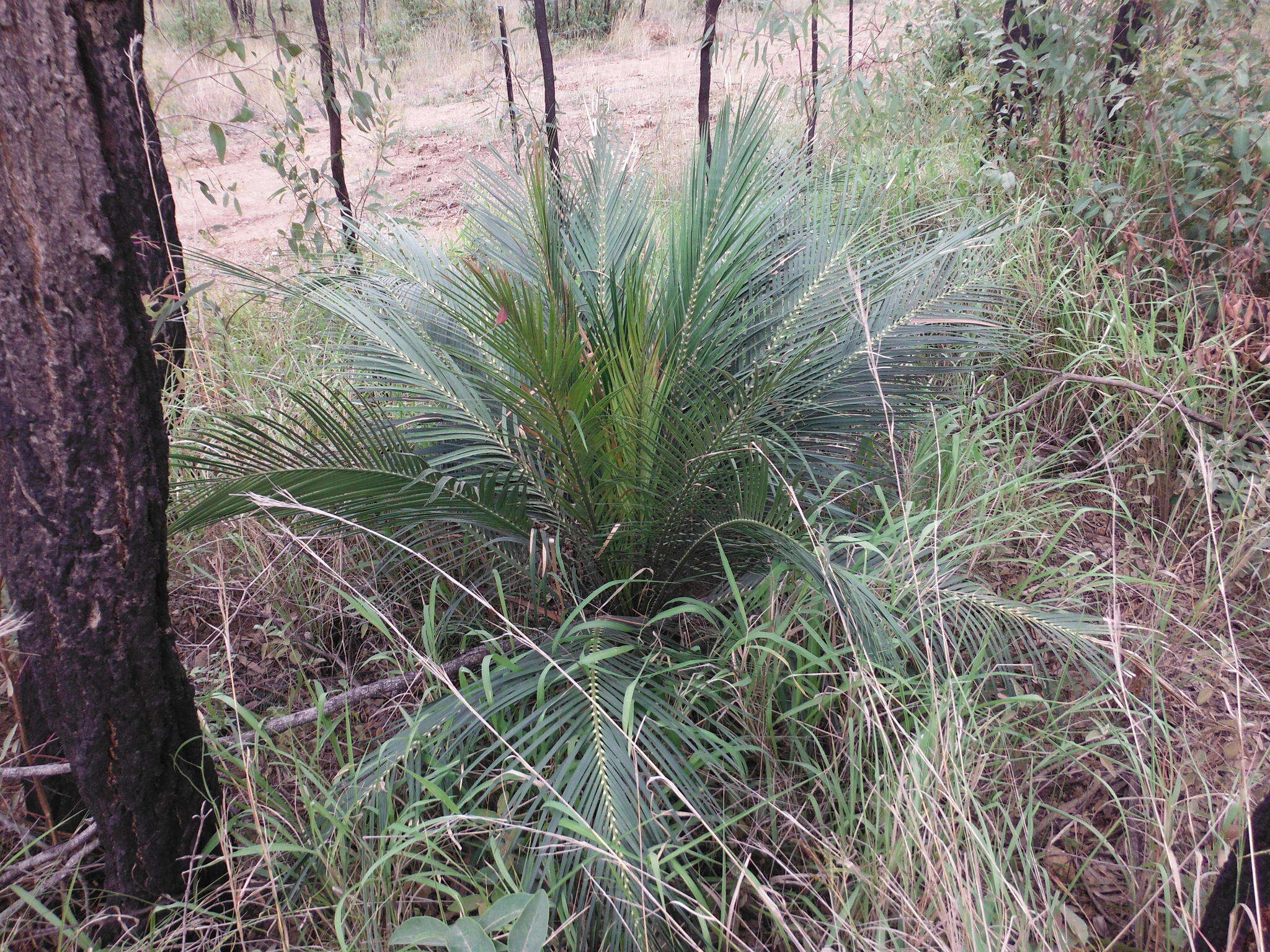 Image of Macrozamia miquelii (F. Muell.) A. DC.