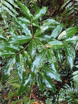 Image of Ardisia plant