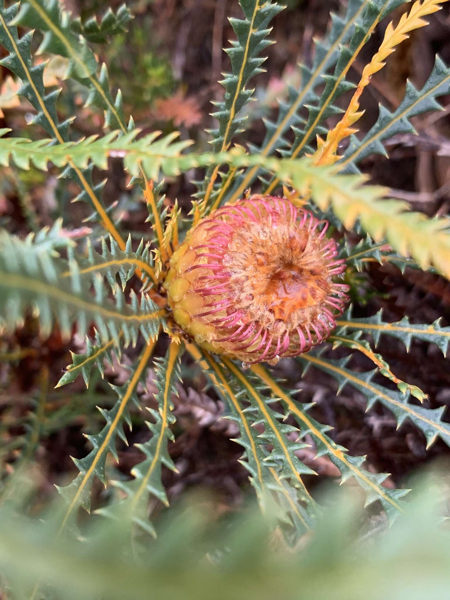 Image of Banksia dallanneyi A. R. Mast & K. R. Thiele