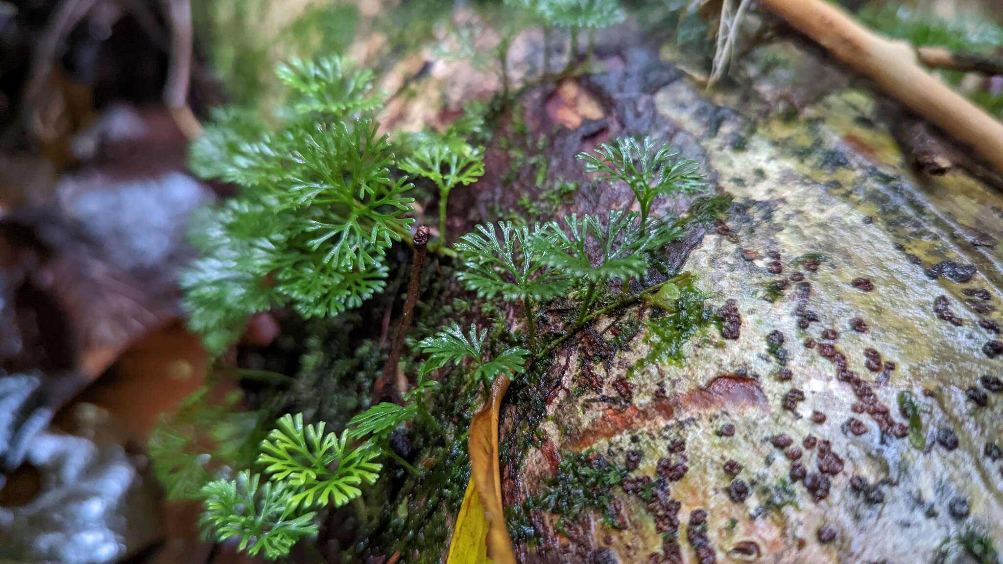 Sivun Elaphoglossum peltatum (Sw.) Urb. kuva