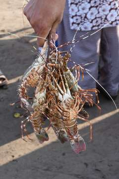 Image of Mud Spiny Lobster