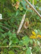 Image of Phleum pratense subsp. pratense