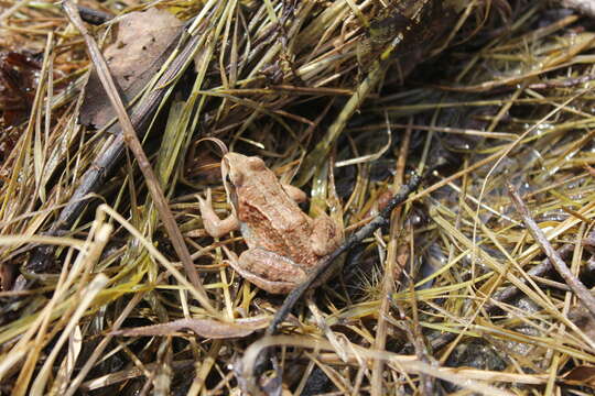 Image of Amur Brown Frog