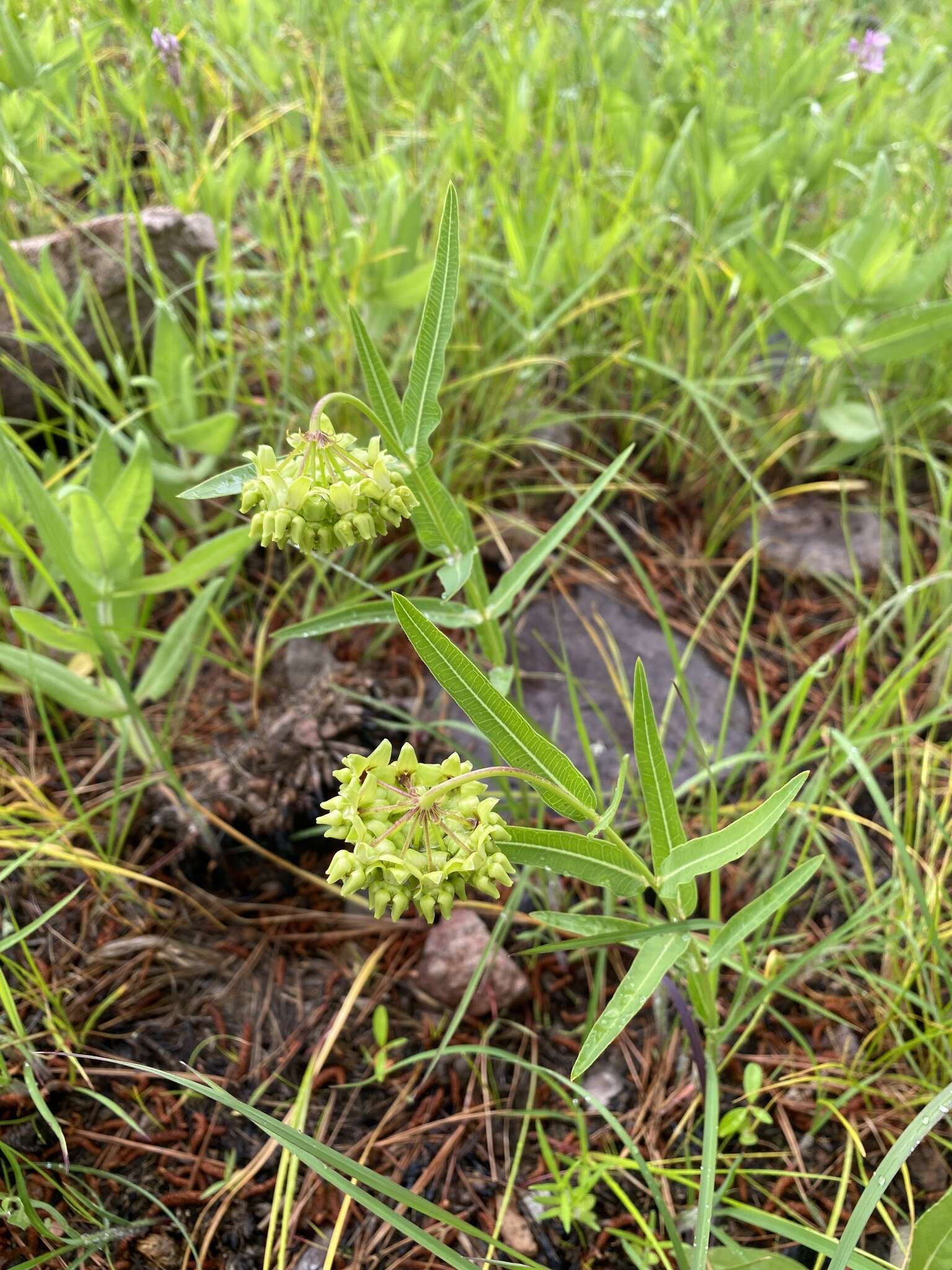 Image de Asclepias meadii Torr. ex A. Gray