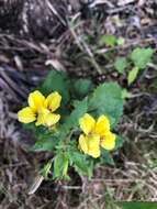 Image of Goodenia grandiflora Sims