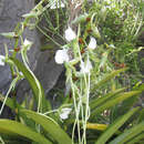 Imagem de Angraecum longicalcar (Bosser) Senghas