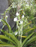 Image of Angraecum longicalcar (Bosser) Senghas