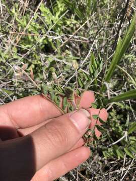 Imagem de Astragalus nuttallianus var. trichocarpus Torr. & A. Gray