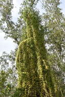 Image of small-leaf climbing fern