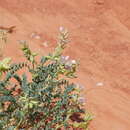 Imagem de Astragalus lentiginosus var. higginsii S. L. Welsh & K. Thorne