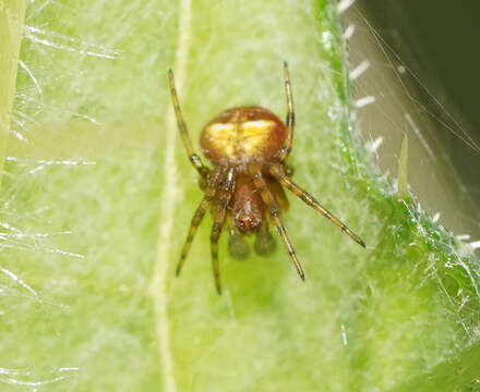 Image of Araneus albotriangulus (Keyserling 1887)