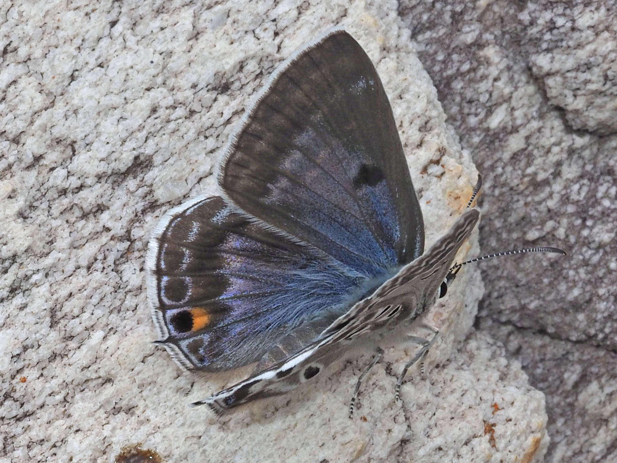 Image of Lepidochrysops patricia (Trimen 1887)