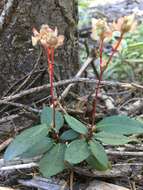 Image of little prince's pine