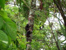 Image of Black-mantled tamarin