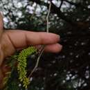 Image de Prosopis tamaulipana Burkart