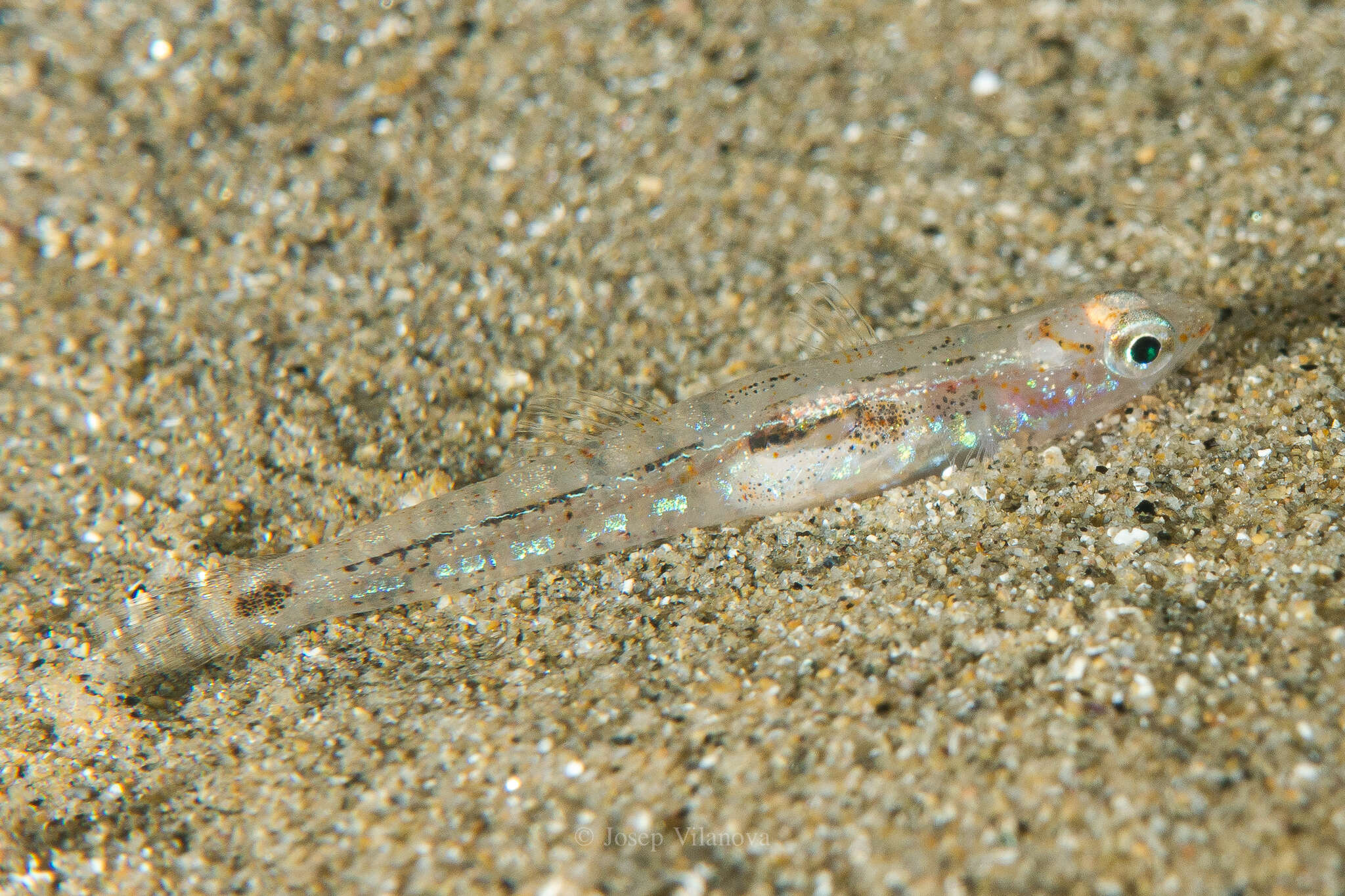 Image of Ferrer's Goby