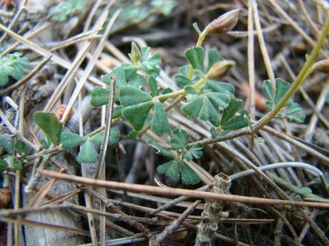 صورة Lotus tetraphyllus L.