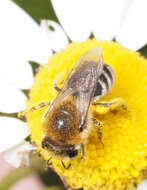 صورة Colletes similis Schenck 1853