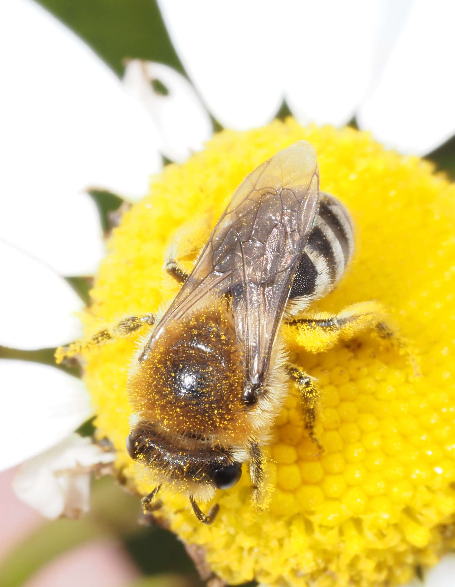 صورة Colletes similis Schenck 1853