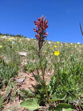 Imagem de Pedicularis cystopteridifolia Rydb.