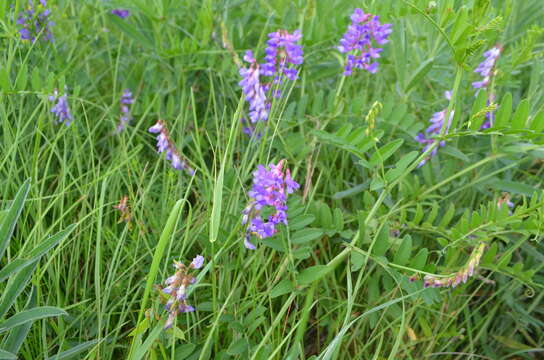 Image of Vicia amoena Fisch.