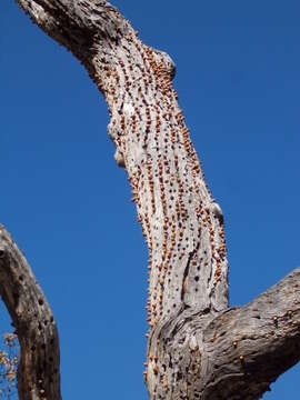 Image of Acorn Woodpecker