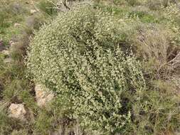 Image of Sideritis leucantha Cav.