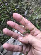 Image de Hypericum canadense L.