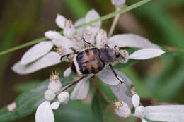 Image de Lasiotrichius succinctus (Pallas 1781)