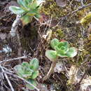 Image of Echeveria montana Rose ex Britton & Rose