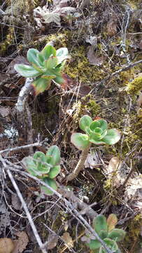 Image of Echeveria montana Rose ex Britton & Rose