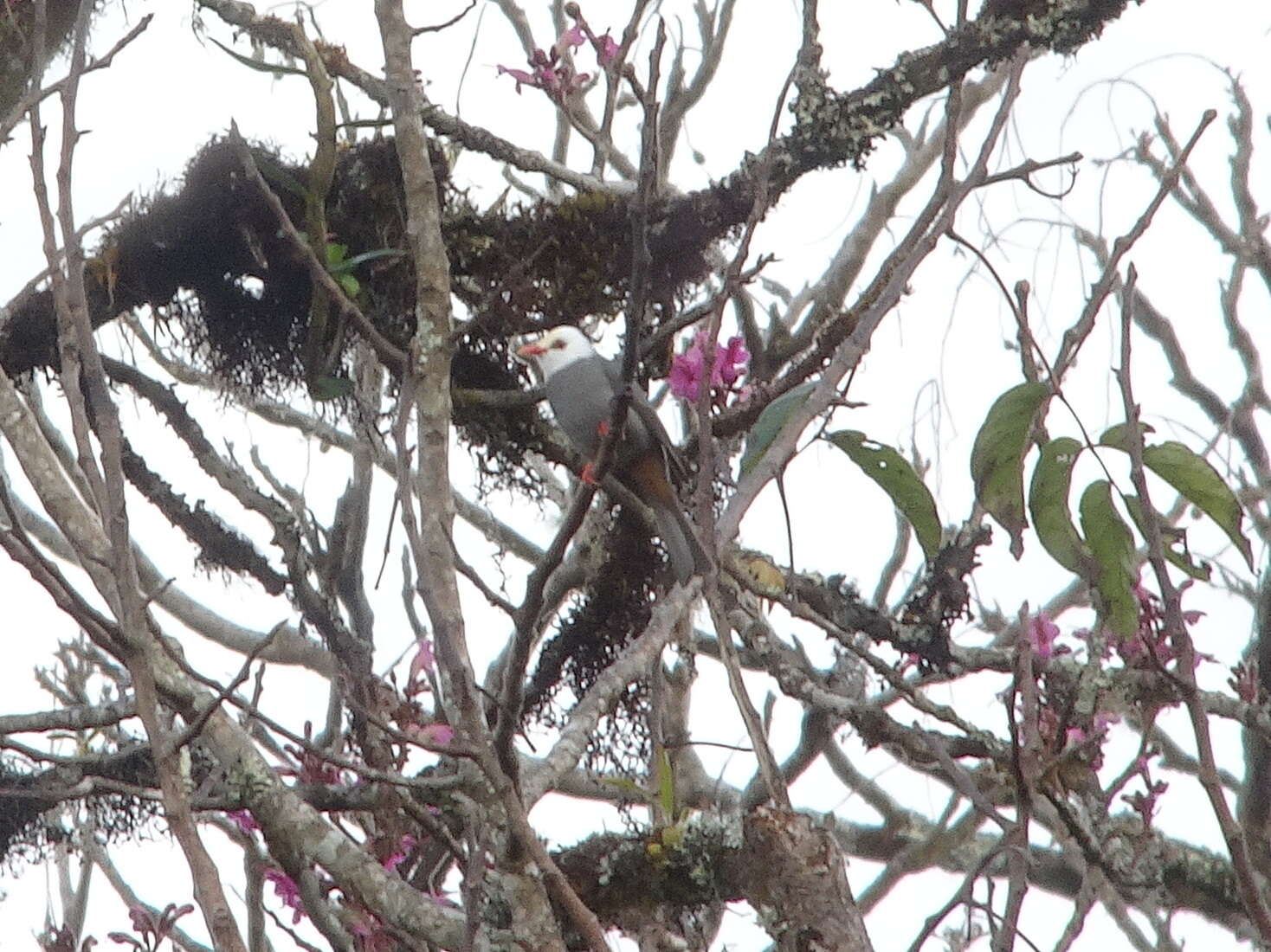 Image of White-headed Bulbul