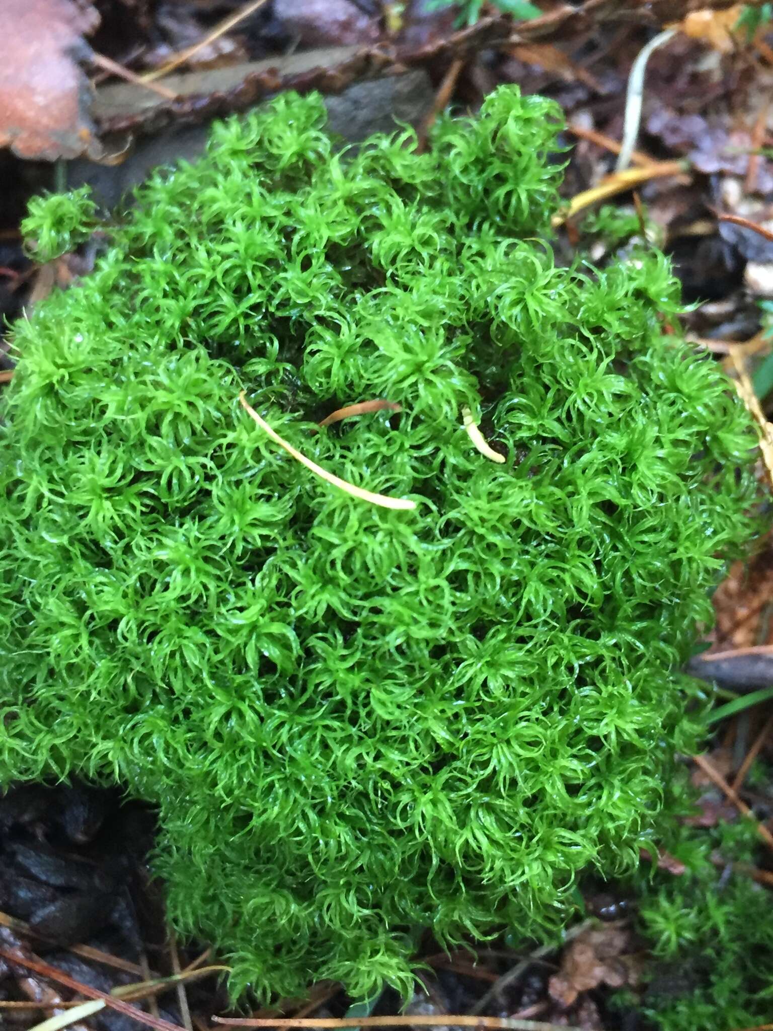 Image of tortured tortella moss