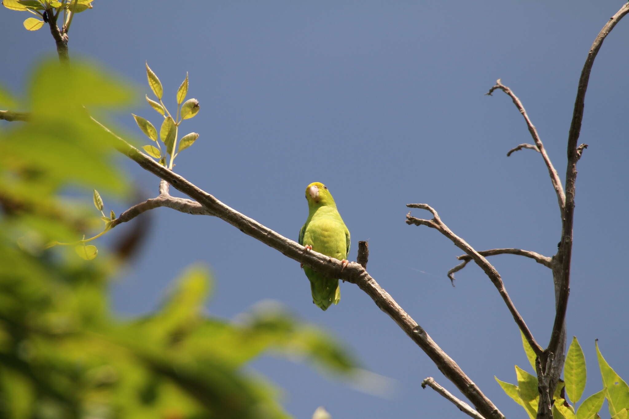 Image of Turquoise-winged Parrotlet