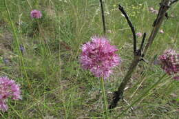 Image of Allium lineare L.