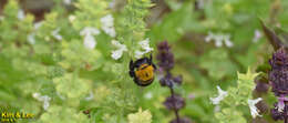 Imagem de Xylocopa appendiculata Smith 1852