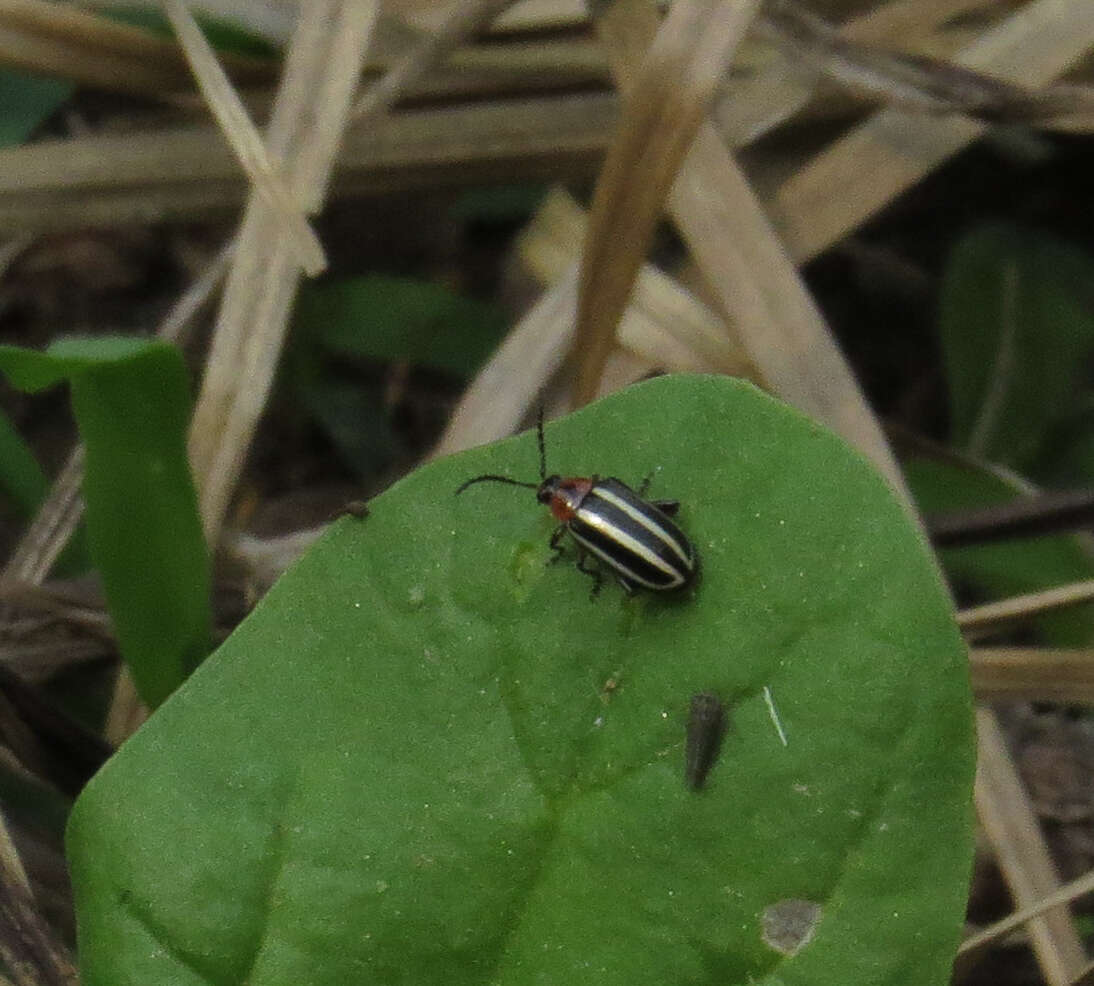 Image of Pigweed Flea Beetle