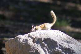 Image of Panamint Chipmunk