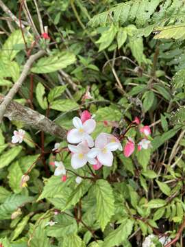 Image of Puerto Rico Begonia