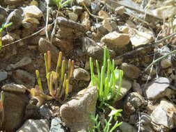 Image de Claytonia parviflora subsp. utahensis (Rydberg) John M. Miller & K. L. Chambers