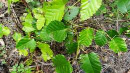 Image of kangaroo vine