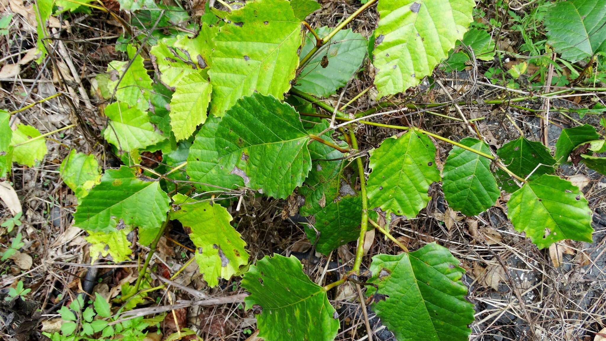 Image of kangaroo vine