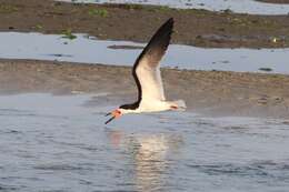 Image de Rynchops niger niger Linnaeus 1758