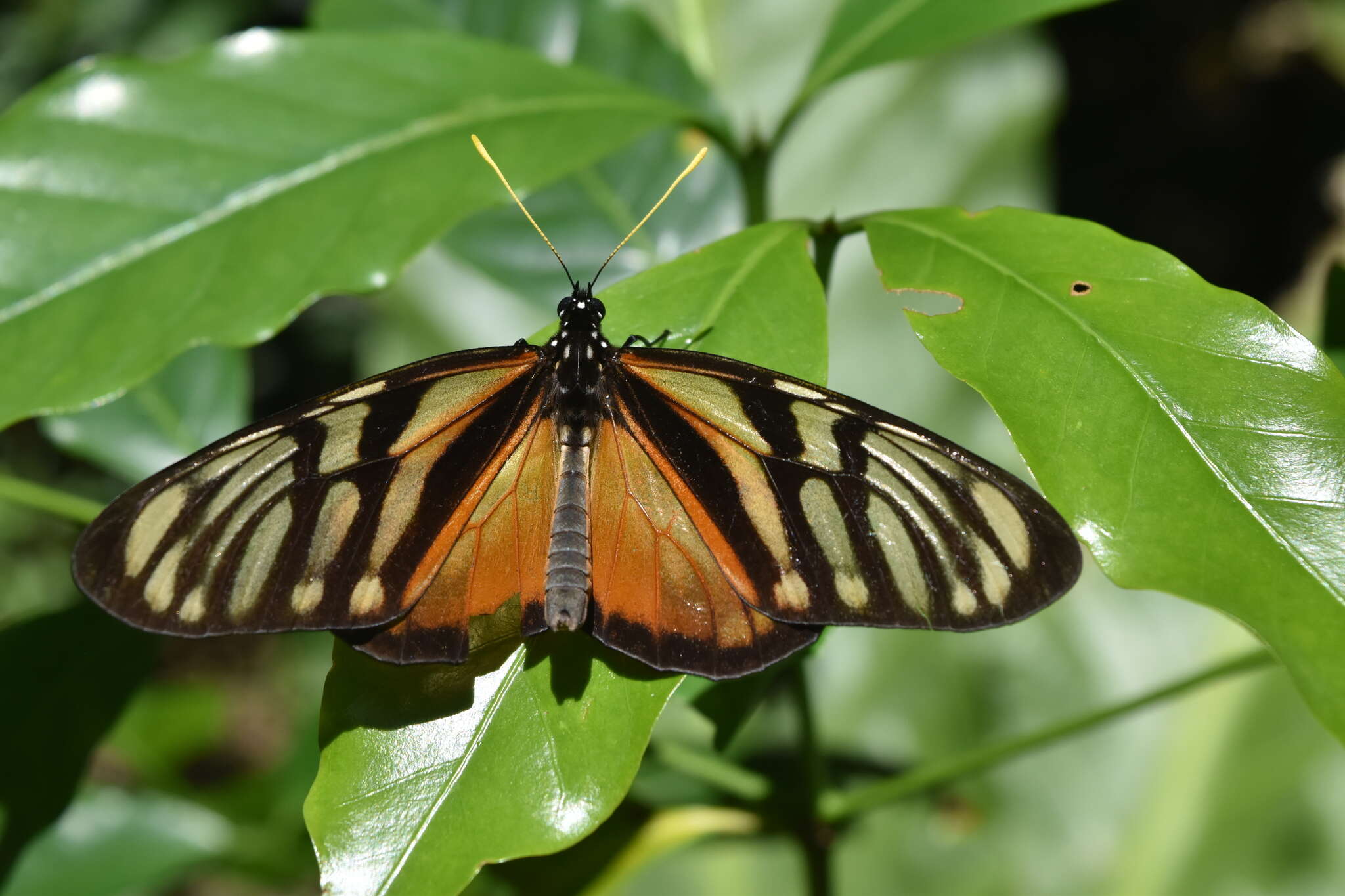 Lycorea ilione albescens (Distant 1876) resmi