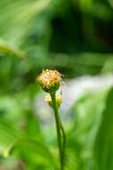 Image of Doronicum altaicum Pall.