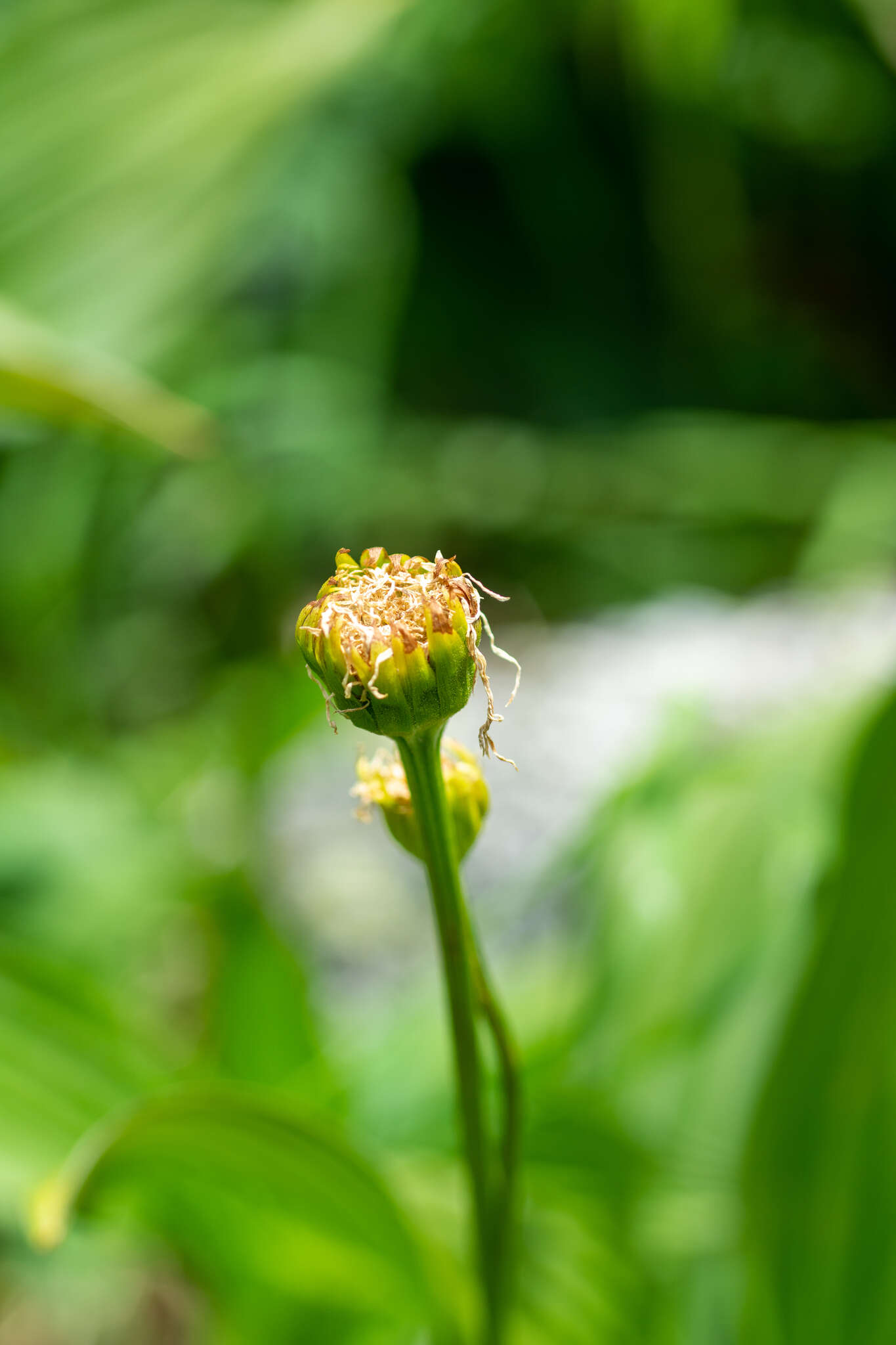 Слика од Doronicum altaicum Pall.