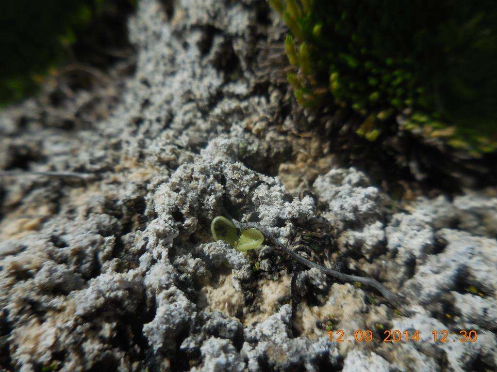 Image of Pinguicula takakii S. Z. Ruiz & J. Rzedowski