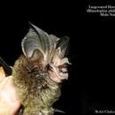 Image of Large-eared Horseshoe Bat